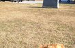 [2탄] 안락사 직전에 데려온 라이온킹! (+괭이페릿)