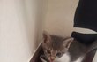 ★★아기고양이  '궁디팡팡'♥