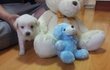 시장터에서 대려온 울집 똥강아지 ♥포동이♥
