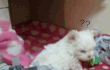 犬판♥♥손바닥만한 꼬맹이 '두부' 판임돠 (수정)