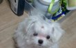 미모종결!!!! 초소형 말티요키 성장기! (사진多 / 스압)