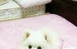 ★★★★★「 犬 」포메)   리우의 일상일기