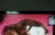 [#3탄 사진多] 에푸리 푸들 공순이 이야기