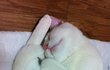 여자사람과일곱마리고양이 3