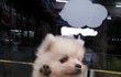 ★★크림포메라니안과 말티즈ㅜㅜ★★