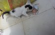 애기냥이 살수있게 기도해주세요 ..