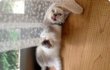 길냥이 출신 타로네 이야기