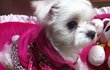 犬스압주의★☆)우리집공쥬 꼼지 신상터는 쥬인백