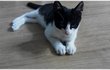 [냥이]봉구님과의 동거시작!