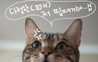 (스압!) 시베리안 야생 삵묘 김골뱅입니다!!