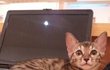3탄●○●홍대고양이카페 알바생이쓰는 31마리고양이 이야기(사진 多多 !)●○●