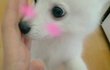 스피츠판@_@ i luv 봄