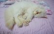 고양이 수면자세_이당당