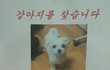 ◆◆◆◆◆서울시 강동구에서 강아지를 찾습니다◆◆◆◆◆