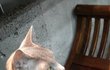 사진有동영상有)★ 고양이 매력에 빠져봅시다람쥐~