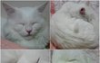 사진有) 나만보기아까운 우리집고양이