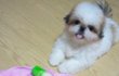 시+페 [사진有]  몽실몽실~ 몽실이를 소개합니다^0^