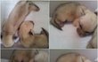 태어난지 13일된 사막여우새끼들을 소개합니다