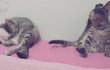 우리냥이 초코 모카. 3번째