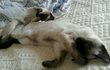 ★솔방울 샴고양이★스압주의!!!