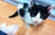 (코숏) 3개월 된 애기냥이 개냥이 꼬물이 >_<