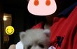 [★크림포메★]  자꾸자꾸 보고싶은 감자^!^ (1탄)