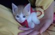 ★우리 고양이 치즈 사진을 올리겠다는 의지★