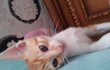 잠빼면 일상이없는 우리집길냥이 돌담이!!