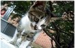 [고냥이] 우리 부대 짬타이거(아기)를 소개합니다&^^(수정)