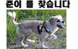 [안산 한양대 앞] ##코카믹스견 준이 찾습니다##제발 꼭 봐주세요##