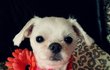 (犬판,사진유느님) 일진내동생..봐주세요ㅠㅠ