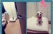 ▶▶▶ ★ 강아지 금기음식&몸에 좋은 음식 ★