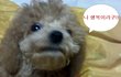 ▶시골개 행복이의 매력 2탄~!!◀ (사진有동영상)