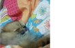 너무 긔여운 뽀미입니다ㅎ