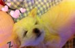 ♥ 6탄 ♥ 솜이와 아가들 [동영상]