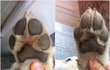 [8탄]사람인지 개인지 헷갈리는 똥꼬발랄우리집멍멍2들을 소개합니당:-)