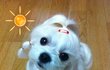 ♥ 7탄 ♥ 솜이와 아가들 [귀욤주의]