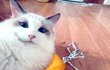 강아지처럼 장난감 물어오는 우리집 고양이 메르^^* 
