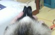 ☞레오와애플성장기2☜