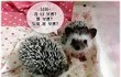 가시마저 사랑스런 도치들 소개해요~!