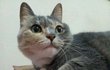 김고양이 다섯번째