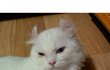 잠귀신이 붙은 울집고양이 밍구를 소개합니당 ♬3탄