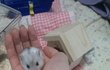 우리집 꼬마햄수터 치즈이야기 _ 사진.영상有