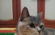 김고양이 여덟번째