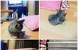 길냥이 아이를 데리고 있습니다...