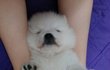 (추가사진수정) ♥스피츠순백♥  ♥허스키왕별♥  ♥말티즈낼롬♥  ♥사랑스런 반려견들♥ 1탄 순백순백!!!!