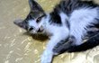 [사진有/사진多]★★★냥냥이 레이군의 매력에 빠져~봅시다~★★★