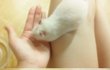 이쁜 내 땅땅이, 통닭이 ♥ 골든햄스터!