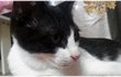 [냥이]구출 후, 한달...박봉구님♥