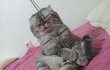 귀염터지는 고양이.jpg